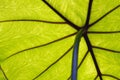 Underside of Tropical Leaf Red and Green