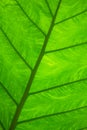 Underside of Tropical Rainforest Leaf Royalty Free Stock Photo