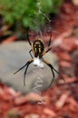 Underside view of Garden Spider wrapping her prey Royalty Free Stock Photo