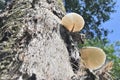 Underside view of the large white cap mushrooms from the Oudemansiella genus