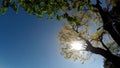 Underside view of trees and vegetation on mountain reserve forest. Low angle