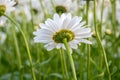 Underside view of white daisy