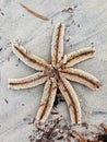 Washed Up Starfish - Underside