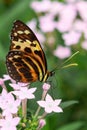 Underside wings view of Harmonia tiger poison butterfly Royalty Free Stock Photo