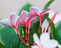 The Undersides of a Small Bunch of Light Pink Plumeria
