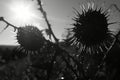 Understanding the nature of viruses structure, function, and their impact on health