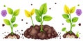 Understanding Seedling Development A Comprehensive Visual Guide to Germination and Early Plant Growth Featuring Royalty Free Stock Photo