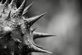Understanding viruses structure, function, and their impact on human health and ecosystems