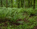 Understory Royalty Free Stock Photo