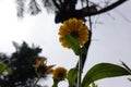 Underview of yellow marigold flower Royalty Free Stock Photo