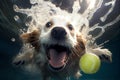 Underwater action portrait of dog diving for toy ball in pool. Generative Ai