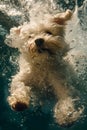 Underwater Adventure with a Cute White Dog Playfully Swimming and Bubbles Surrounding, Capturing Vivid Motion and Excitement Royalty Free Stock Photo