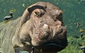 Underwater African Hippopotamus