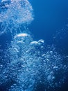 Underwater Air Bubbles Underwater blue Background Royalty Free Stock Photo