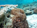 Underwater anemones and Nemo fish