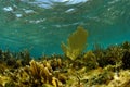 Underwater aquatic landscape with sea fans