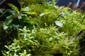 underwater aquatic ryoboku aquascape, healthy swamp plant growth explore, Amano and Dutch style planted aquadesign, bright LED Royalty Free Stock Photo