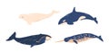 Underwater Arctic Animals Set. Orca, Beluga, Narwhal and Whale Adapted To Survive In The Icy Waters Of The North