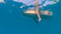 UNDERWATER: Athletic woman on surfing trip sits and rests on her surfboard. Royalty Free Stock Photo