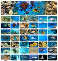 Collage of underwater images. Collection of tropical fishes