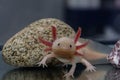 Underwater Axolotl portrait close up in an aquarium. Ambystoma mexicanum. Mexican walking fish