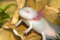 Underwater Axolotl portrait close up in an aquarium. Mexican walking fish. Ambystoma mexicanum