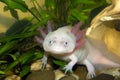 Underwater Axolotl portrait close up in an aquarium. Mexican walking fish. Ambystoma mexicanum. Royalty Free Stock Photo