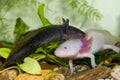 Underwater Axolotl portrait close up in an aquarium. Mexican walking fish. Ambystoma mexicanum.