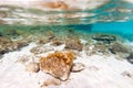 Underwater backdrop with white sand and rocks. Clear turquoise sea of Villasimius, Sardinia. Royalty Free Stock Photo