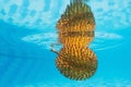 Underwater background of exotic Asian spiny fruit durian