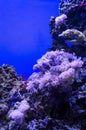 Underwater background with Flower Soft Corals Royalty Free Stock Photo