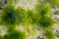 Underwater Background of sea grass in blue water. Green grass sandy bottom the clear water Royalty Free Stock Photo