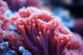 Underwater beautiful colorful dancing reef Anemone group coral tropical animal Anemonefish nature salt water fish tank Royalty Free Stock Photo