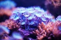 Underwater beautiful colorful dancing reef Anemone group coral tropical animal Anemonefish nature salt water fish tank
