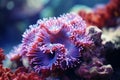 Underwater beautiful colorful dancing reef Anemone group coral tropical animal Anemonefish nature salt water fish tank