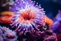 Underwater beautiful colorful dancing reef Anemone group coral tropical animal Anemonefish nature salt water fish tank