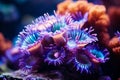 Underwater beautiful colorful dancing reef Anemone group coral tropical animal Anemonefish nature salt water fish tank Royalty Free Stock Photo