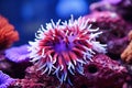 Underwater beautiful colorful dancing reef Anemone group coral tropical animal Anemonefish nature salt water fish tank Royalty Free Stock Photo