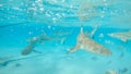 UNDERWATER: Beautiful shot of blacktip sharks and stingrays roaming the ocean. Royalty Free Stock Photo