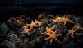 Underwater beauty starfish, fish, reef, water, close up, tropical climate generated by AI