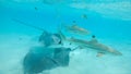 UNDERWATER: Blacktip sharks and stingrays swim around the beautiful exotic sea.