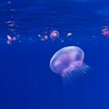 Underwater blue background with pink jellyfish Royalty Free Stock Photo