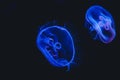 Blue jellyfish swimming in an aquarium tank environment