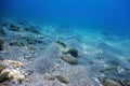 Underwater Blue Ocean, Sandy sea bottom Underwater background Royalty Free Stock Photo