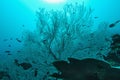 Underwater blue scene with Sea Fan or Gorgonia coral . Biodiversity of coral reef ecosystem Royalty Free Stock Photo