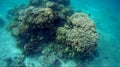 Blur semicolor Coral reef in Red Sea