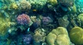 Blur semicolor Coral reef in Red Sea