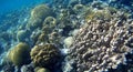Blur semicolor Coral reef in Red Sea