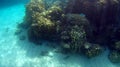 Blur semicolor Coral reef in Red Sea