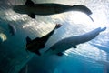 Underwater bottom-top silhouette of a big catfish and tarpon fish Royalty Free Stock Photo